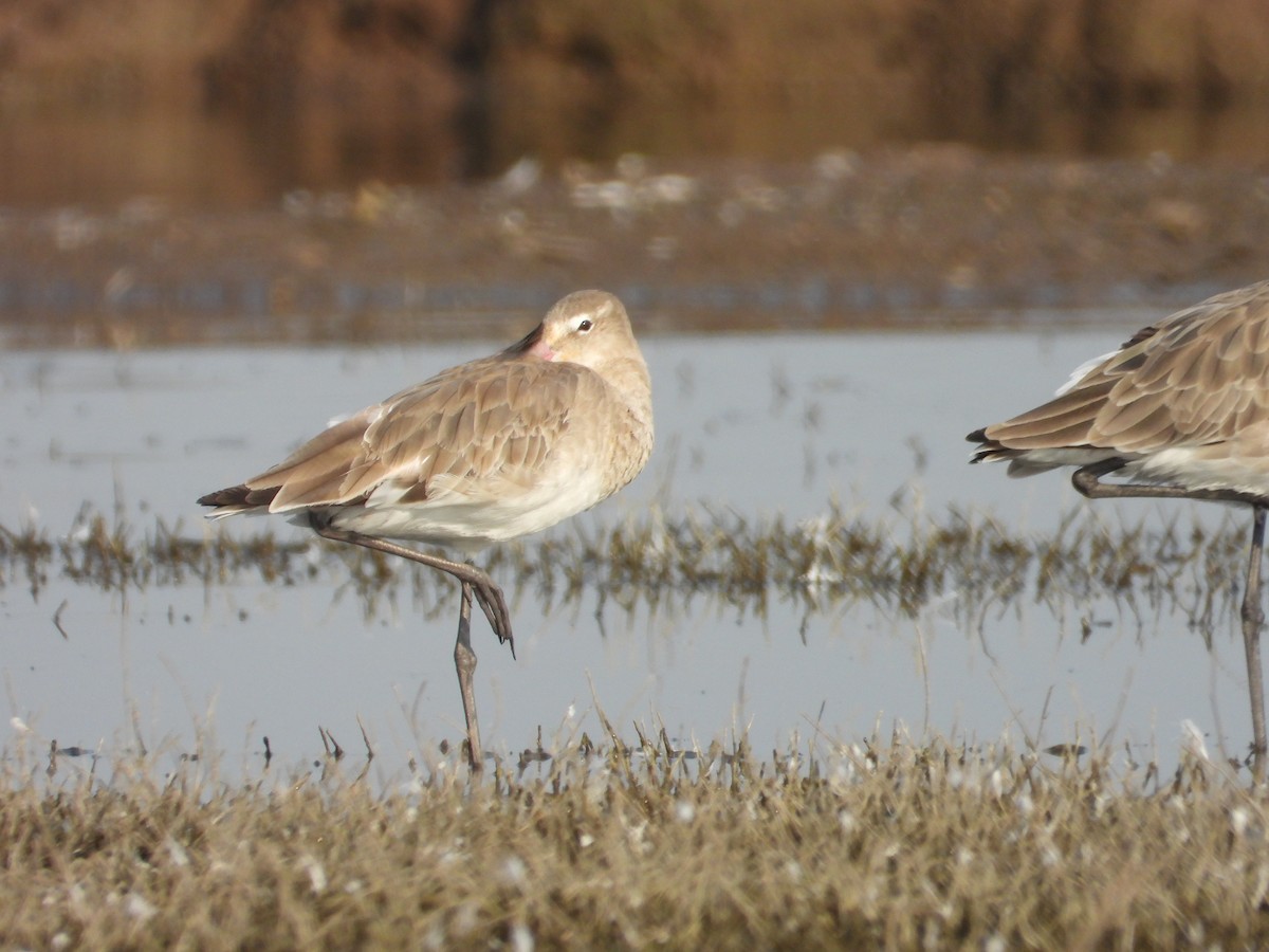 Black-tailed Godwit - ML614470116