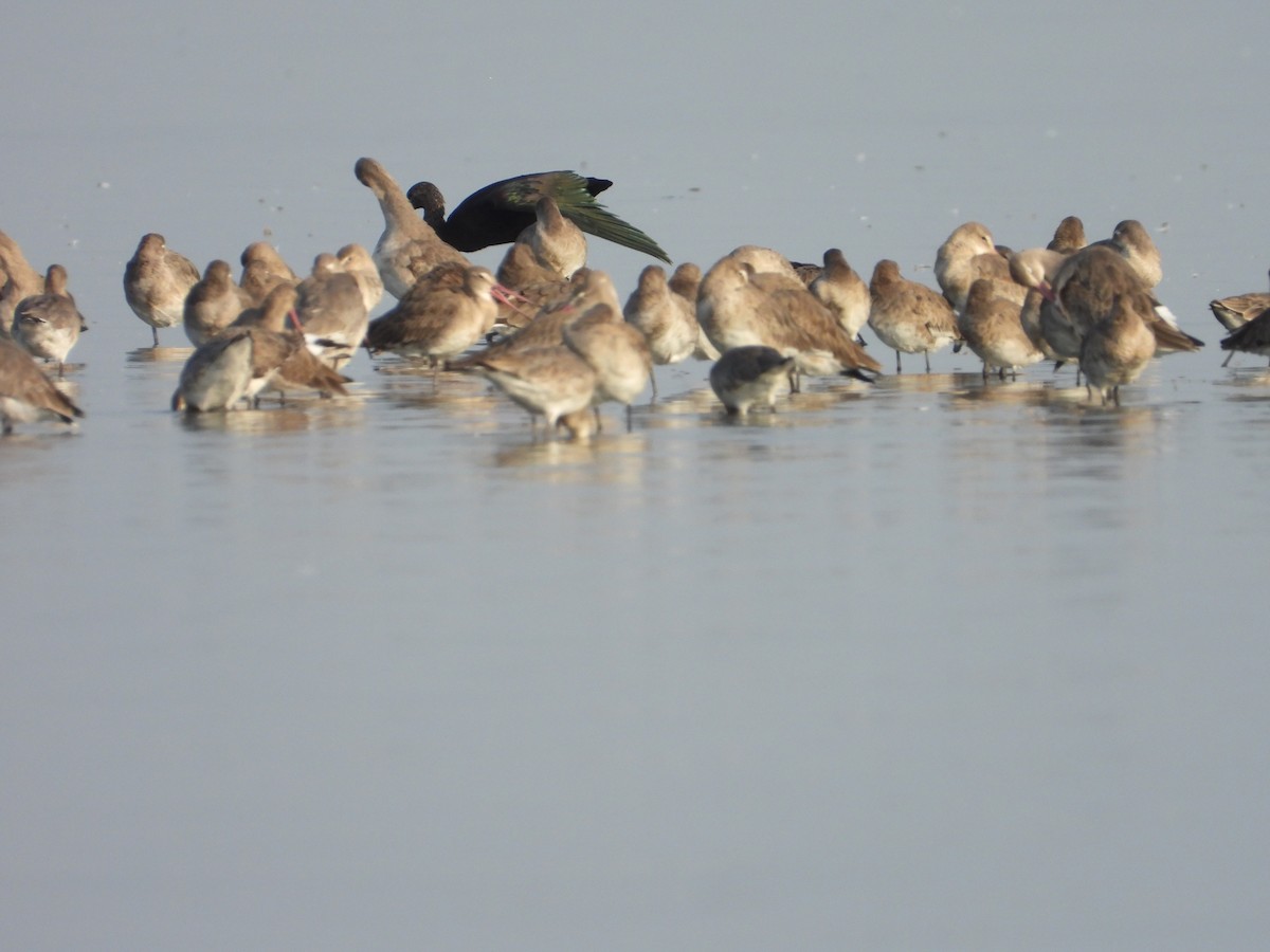 Black-tailed Godwit - ML614470117