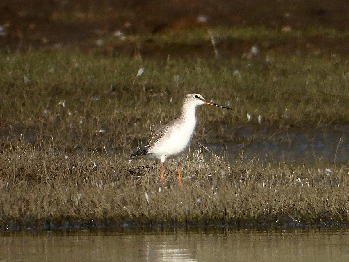 Spotted Redshank - ML614470125