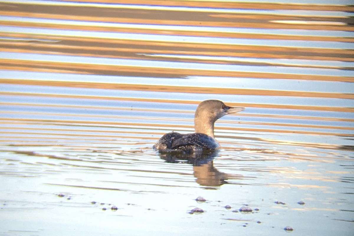 Red-throated Loon - ML614470135