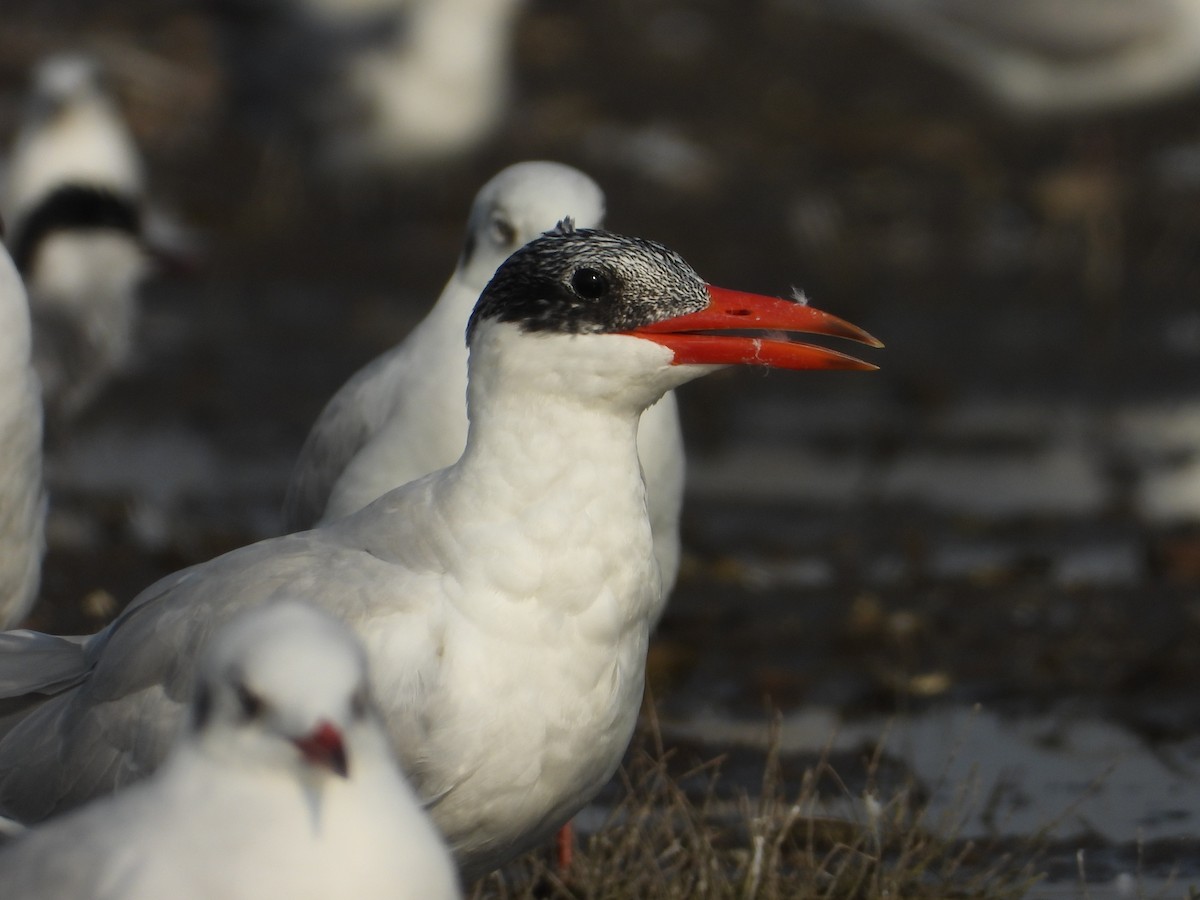 Caspian Tern - Jai Dhithyan