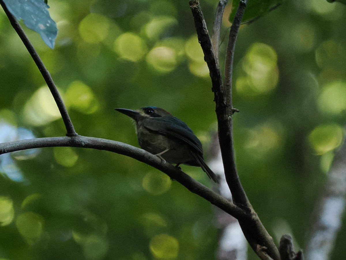 Tody Motmot - ML614470205