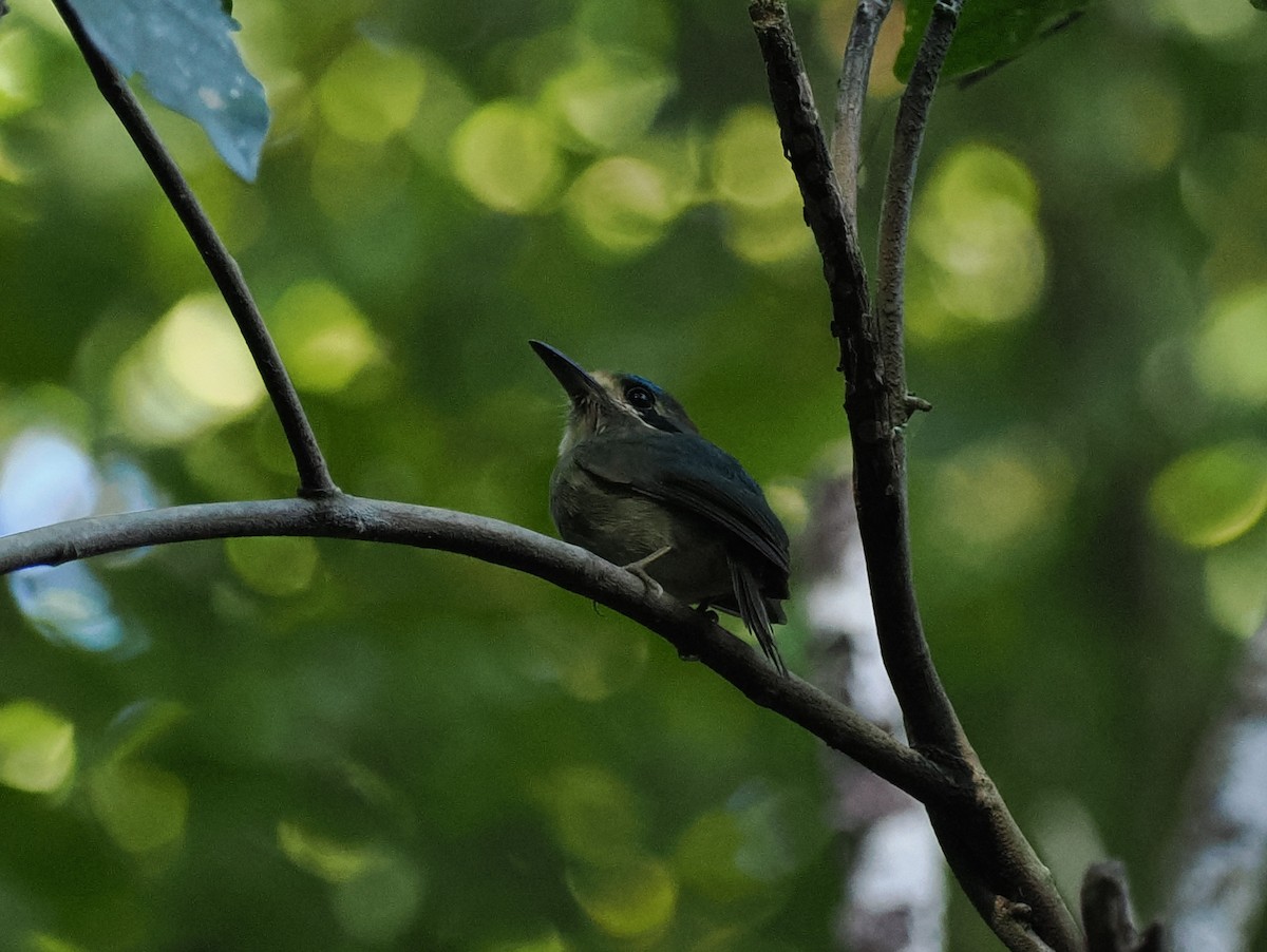 Tody Motmot - ML614470206