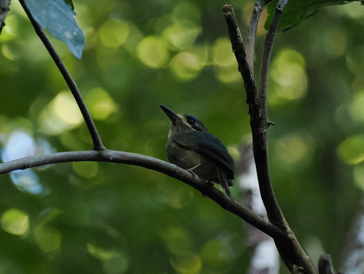 Tody Motmot - ML614470207