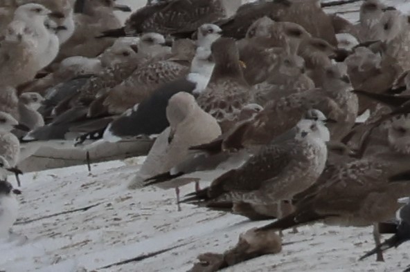 Iceland Gull (kumlieni) - Audrey Whitlock