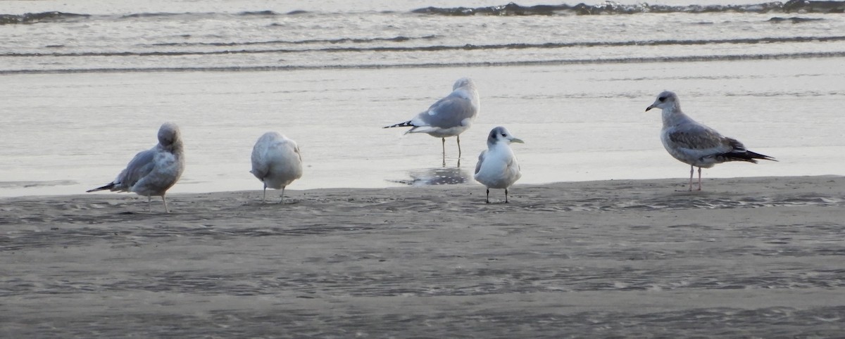 Gaviota Tridáctila - ML614470367