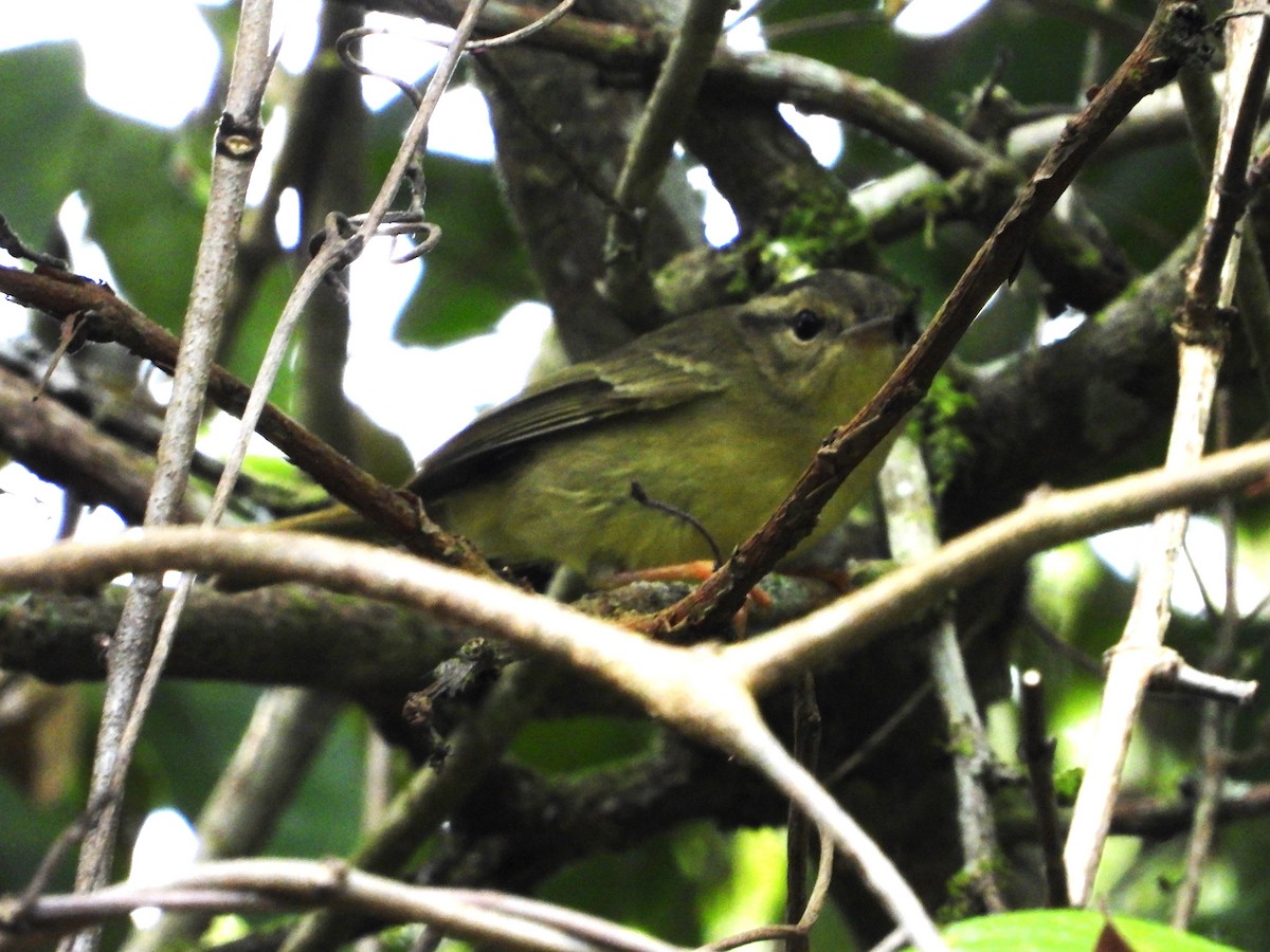 Three-striped Warbler - ML614470372