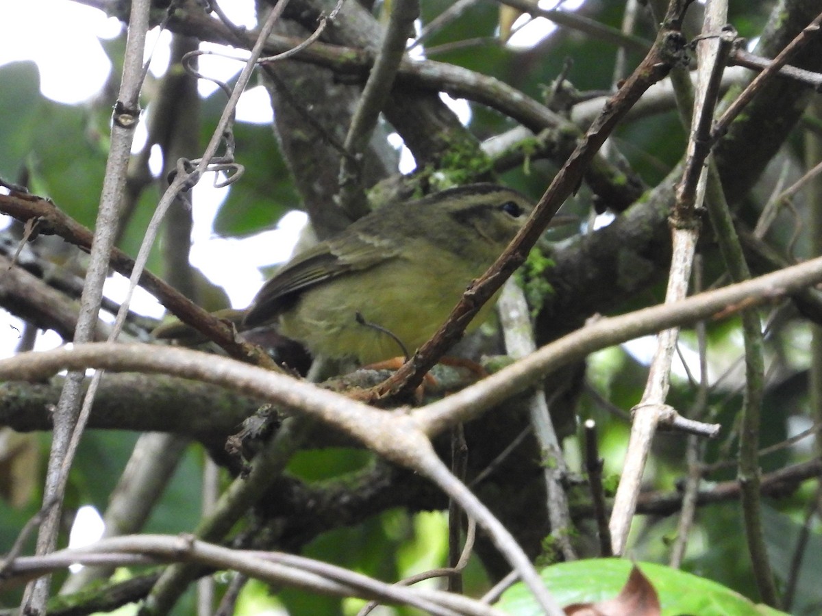 Three-striped Warbler - ML614470373