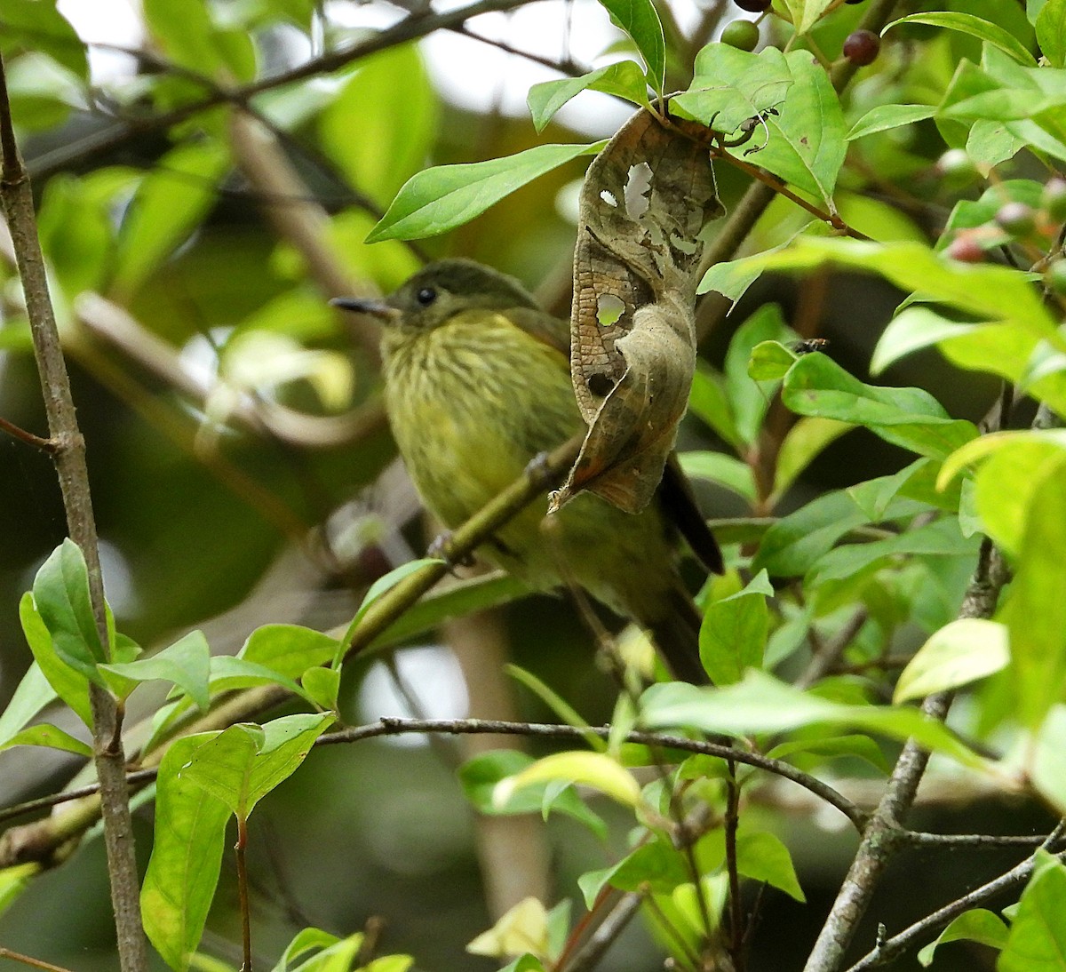 Olive-striped Flycatcher - ML614470391