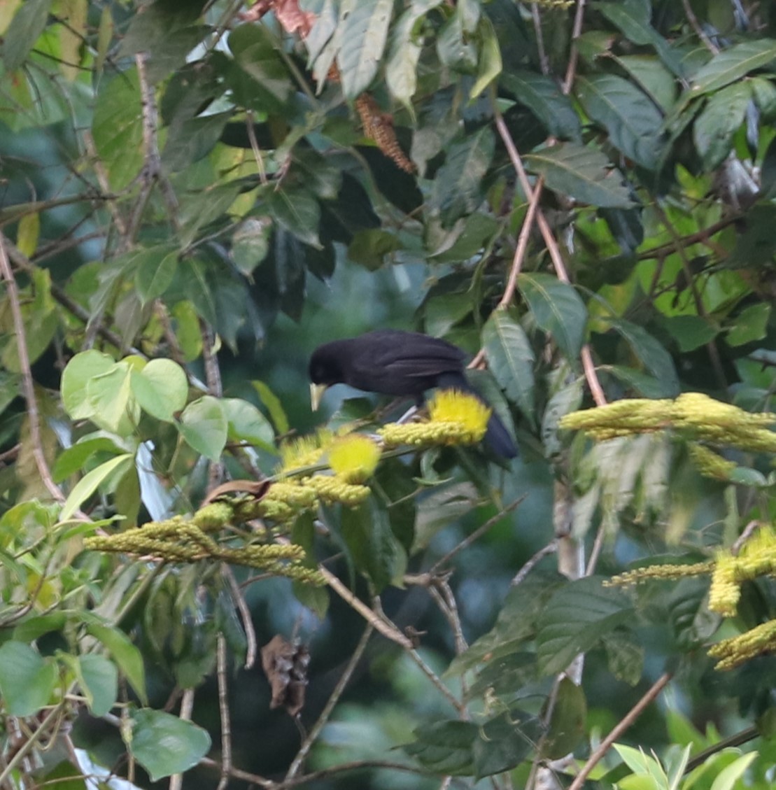 Yellow-billed Cacique - ML614470436