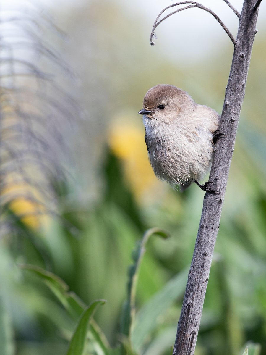 Bushtit (Pacific) - ML614470439