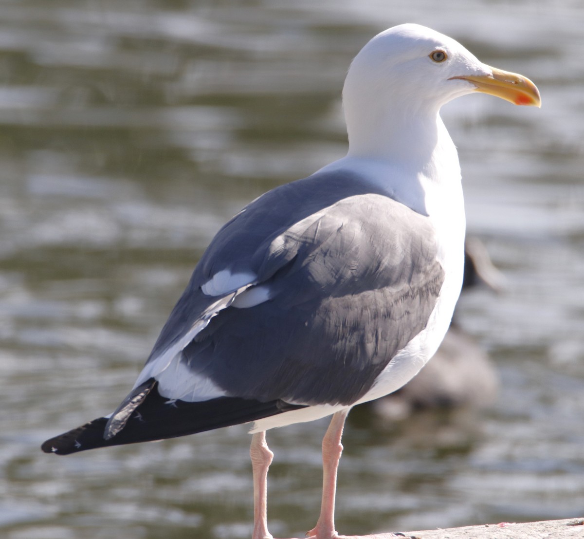 Gaviota Occidental - ML614470441