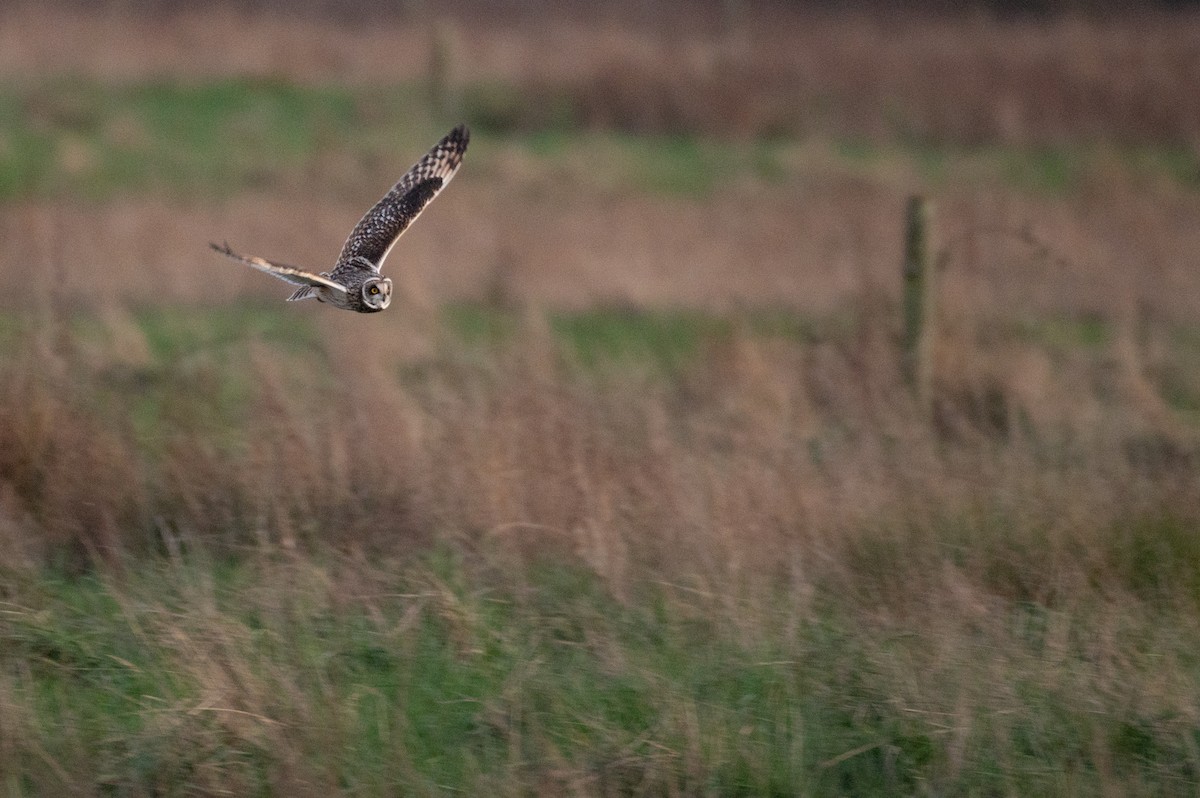 Short-eared Owl (Northern) - Owen Sinkus