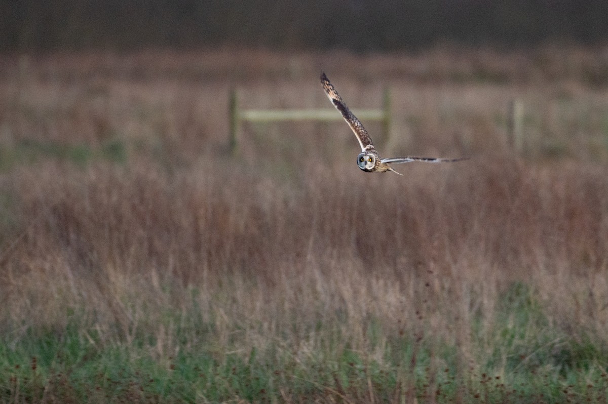 Hibou des marais (flammeus) - ML614470470