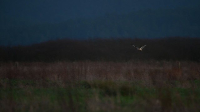 kalous pustovka (ssp. flammeus) - ML614470472