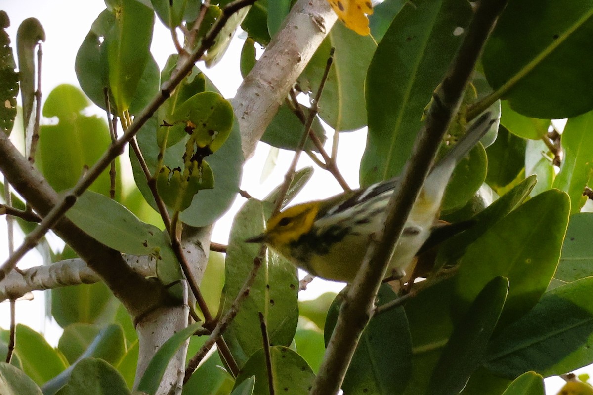 Black-throated Green Warbler - Audrey Whitlock