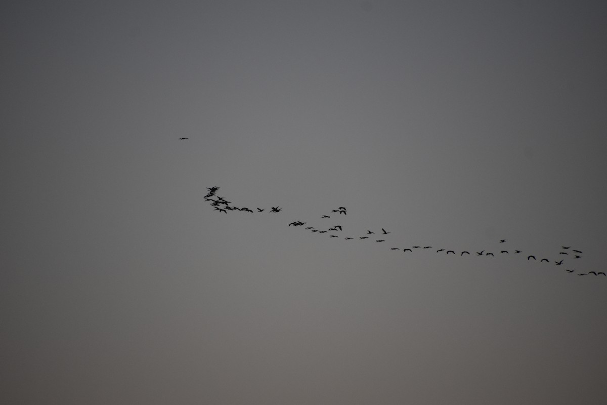 White-faced Ibis - ML614470573
