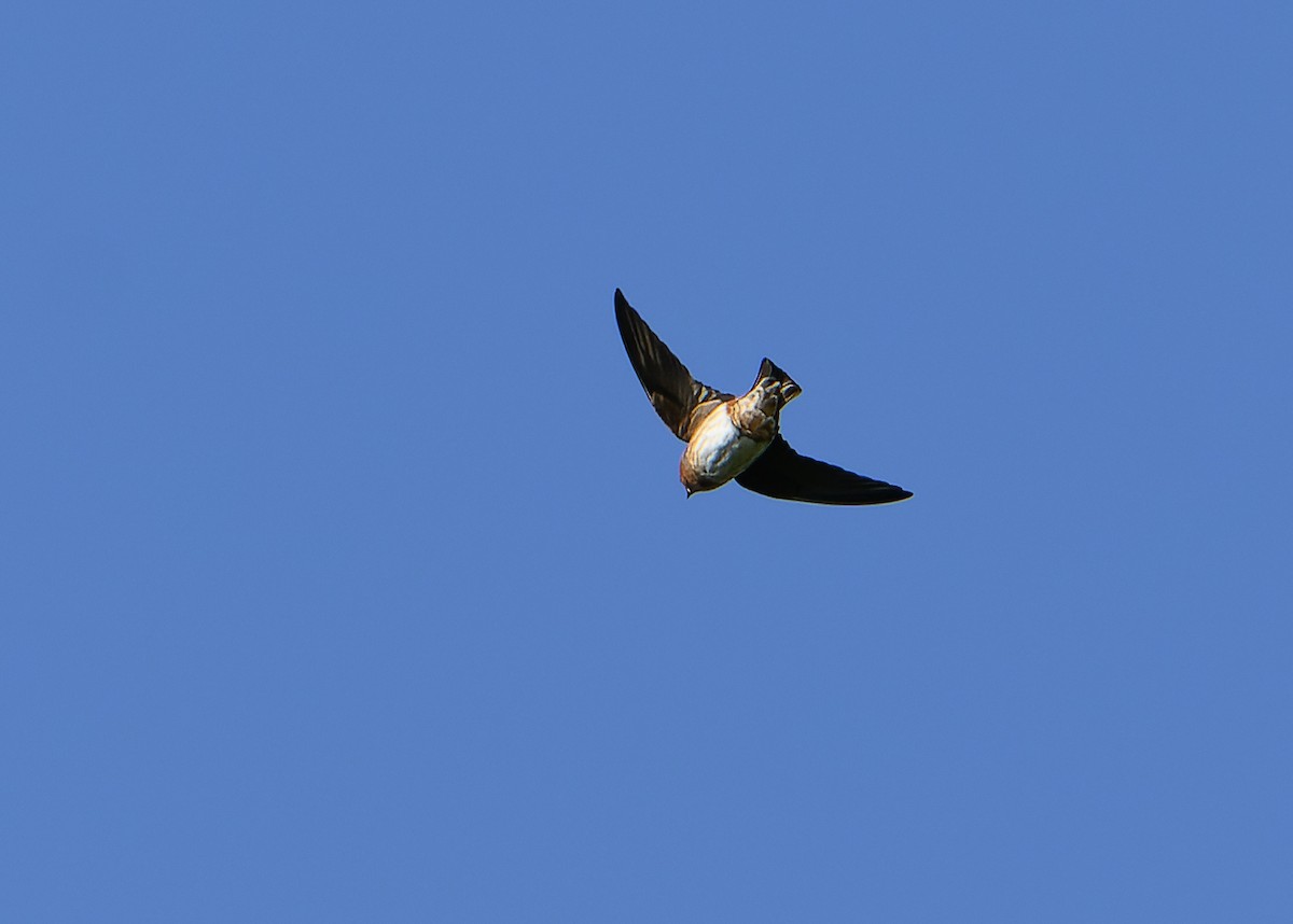 Cave Swallow - ML614470574