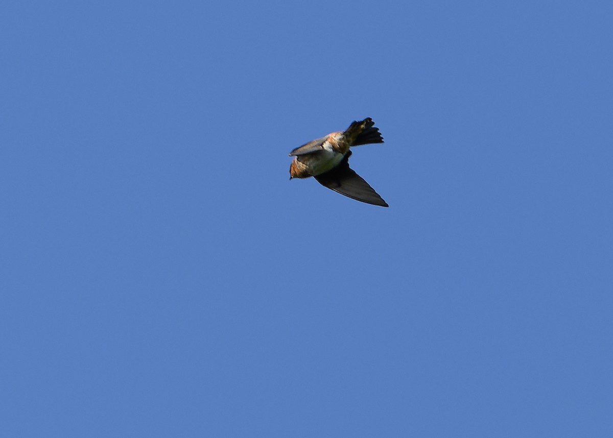 Cave Swallow - ML614470577