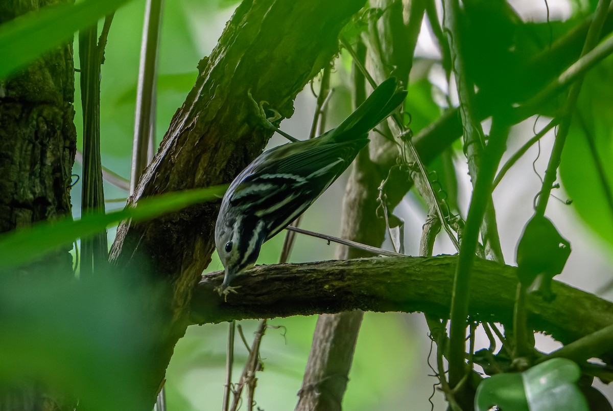 Black-and-white Warbler - ML614470585