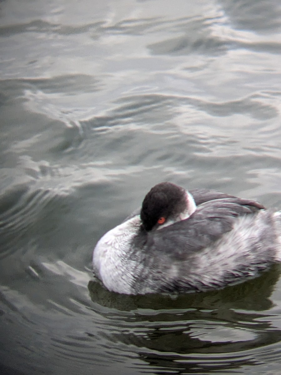 Eared Grebe - ML614470622