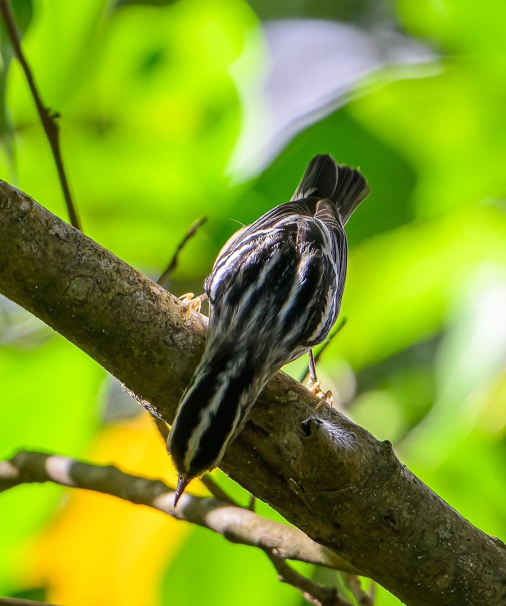 Black-and-white Warbler - ML614470628