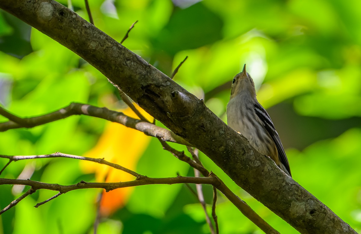 Black-and-white Warbler - ML614470630