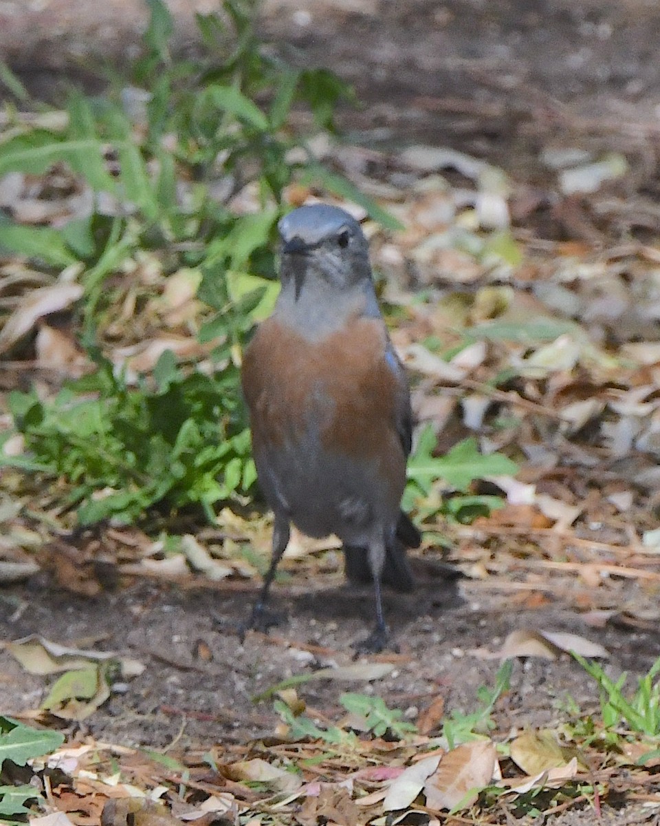 Western Bluebird - ML614470634