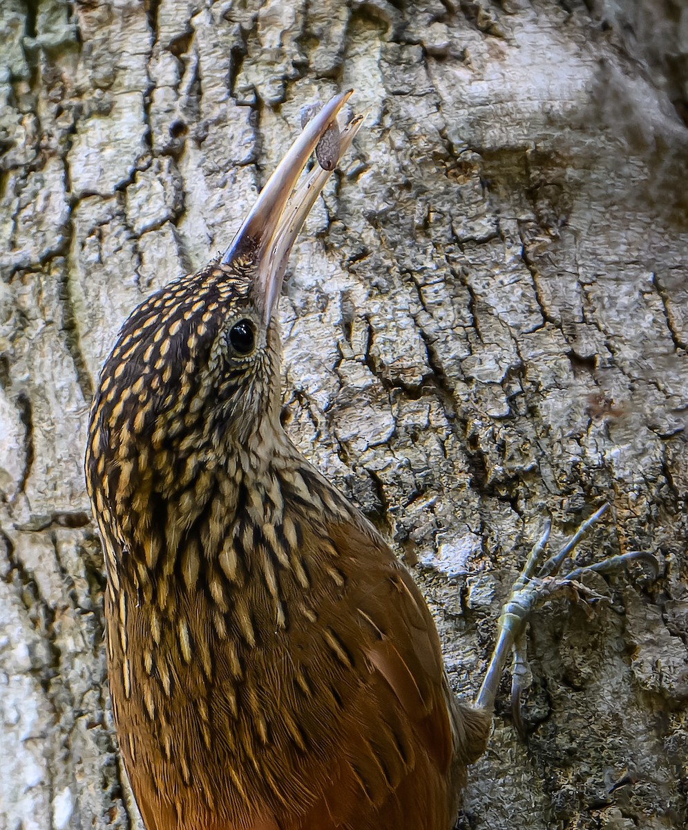 Ivory-billed Woodcreeper - ML614470691