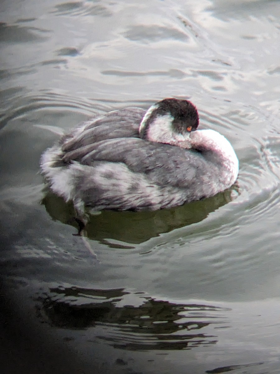 Eared Grebe - ML614470706