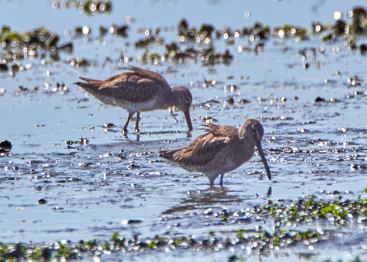 Long-billed Dowitcher - ML614470724