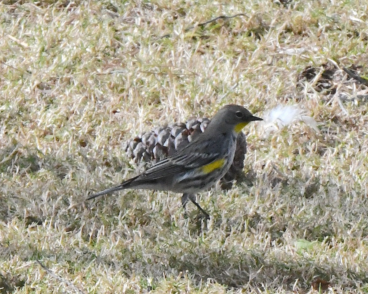 Yellow-rumped Warbler (Audubon's) - ML614470760