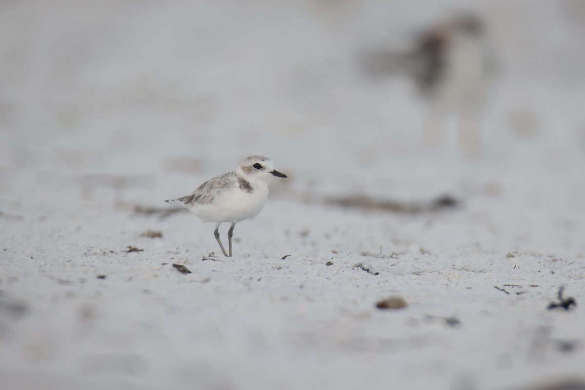 Snowy Plover - Jack Kew