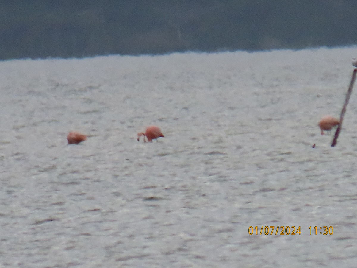 American Flamingo - Larry & Patty Marsh