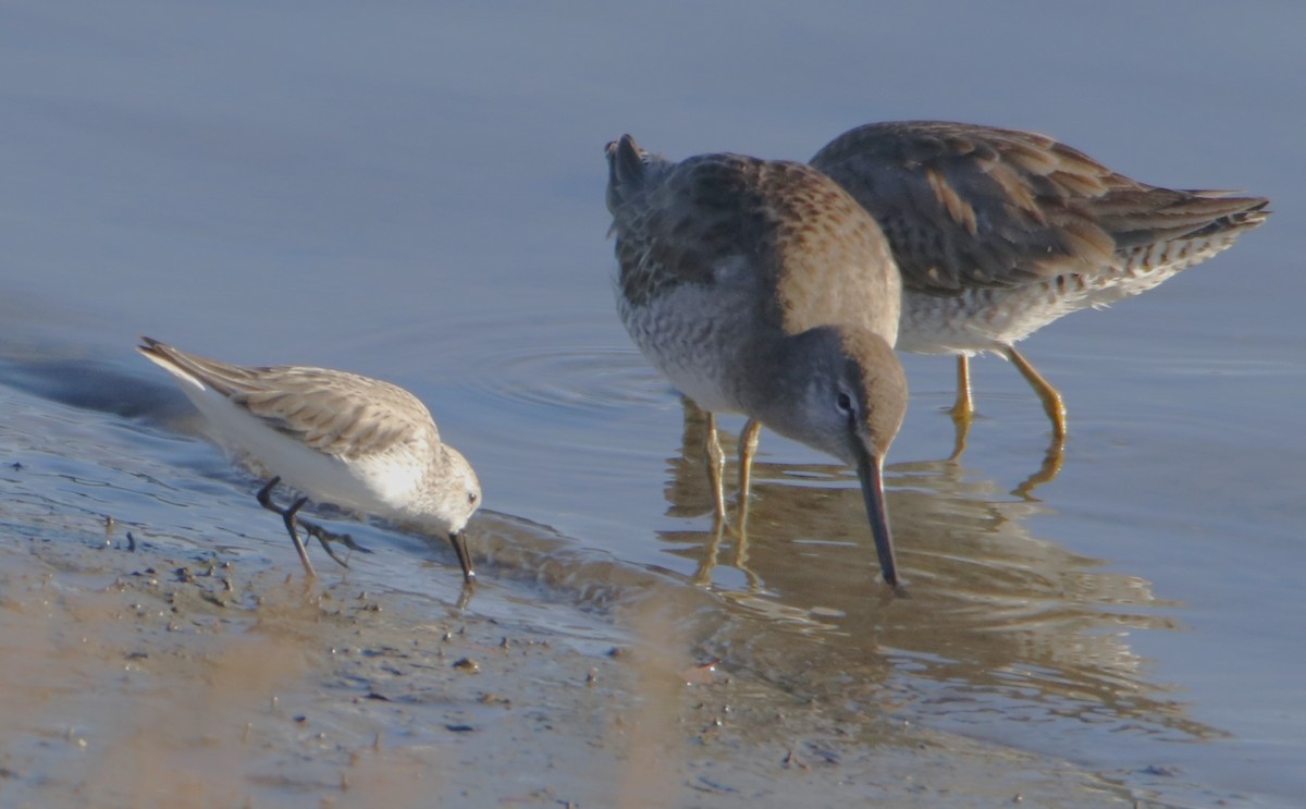 Long-billed Dowitcher - ML614470834