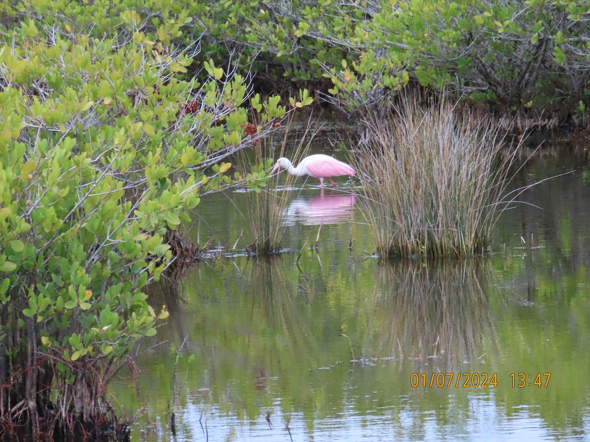 Roseate Spoonbill - ML614470853