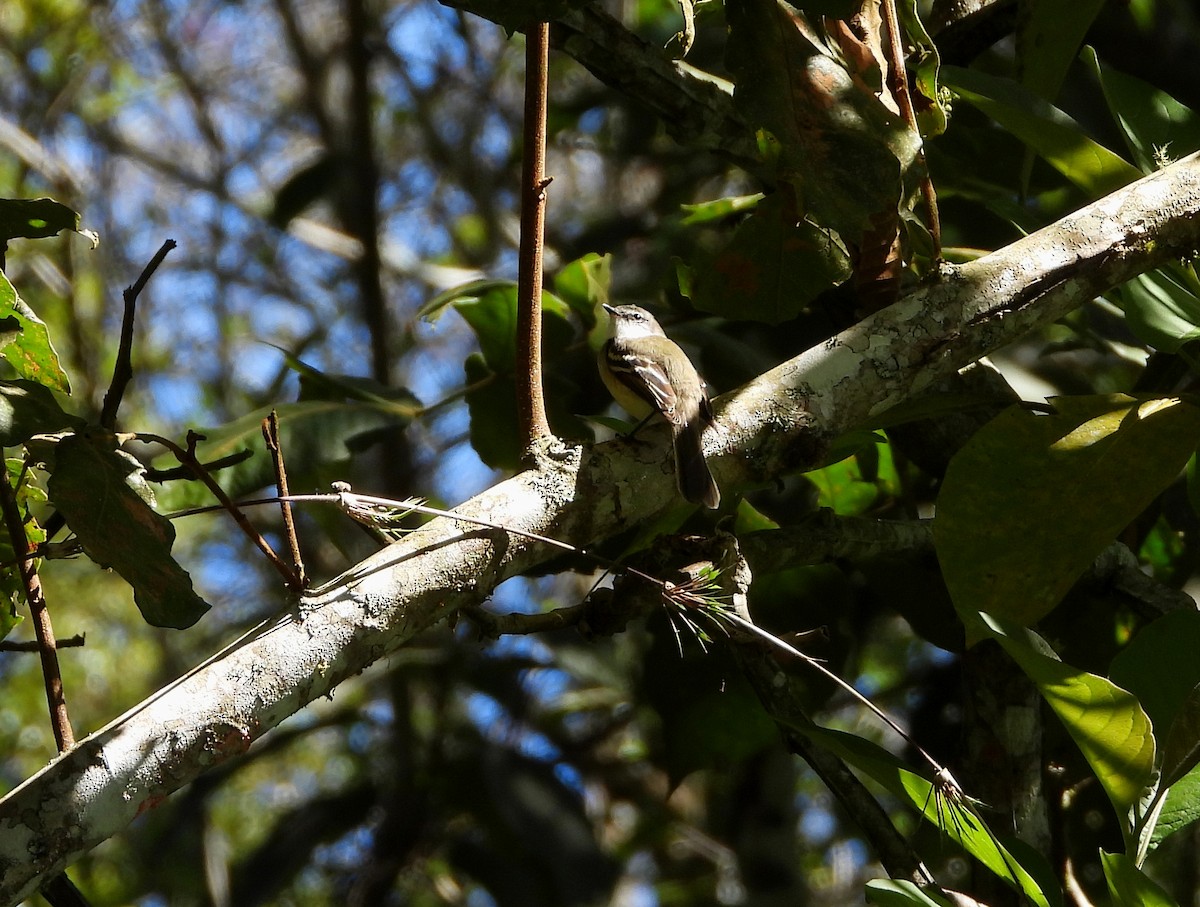 White-throated Tyrannulet - ML614470868