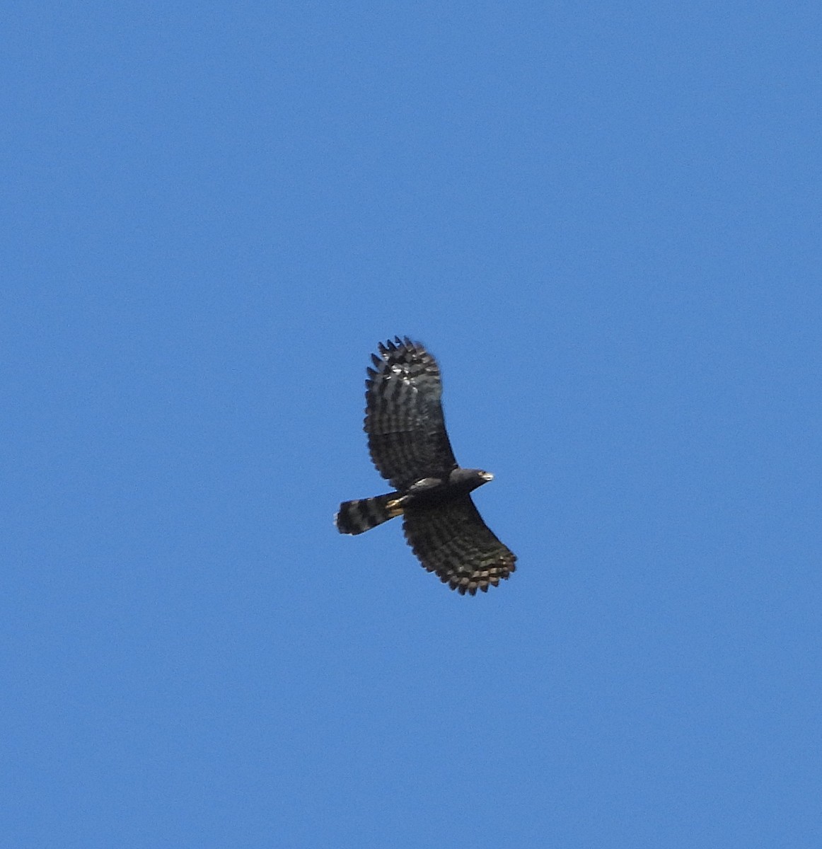 Black Hawk-Eagle - ML614470882