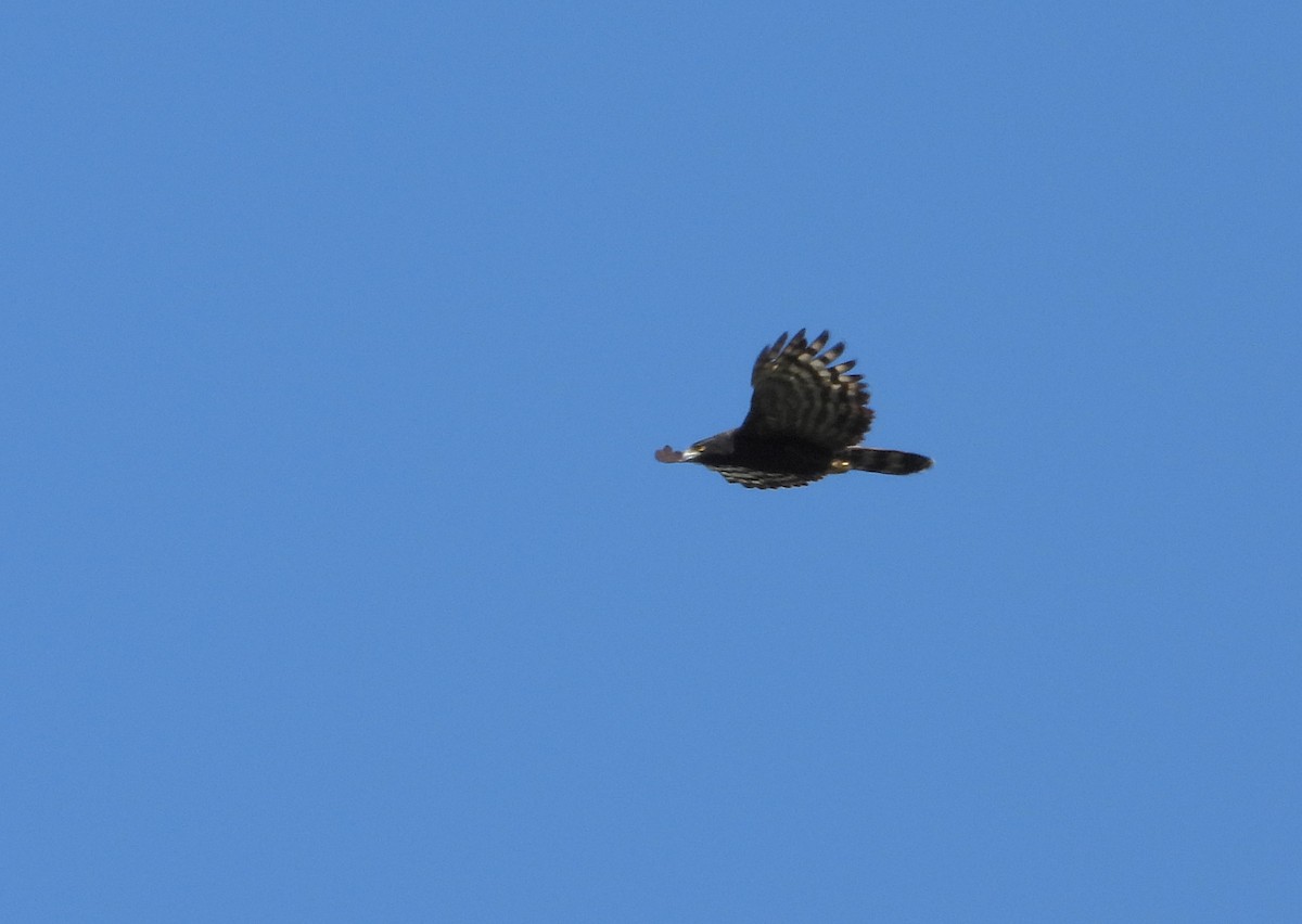Black Hawk-Eagle - ML614470883