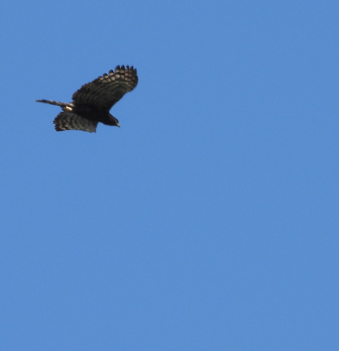 Black Hawk-Eagle - ML614470884