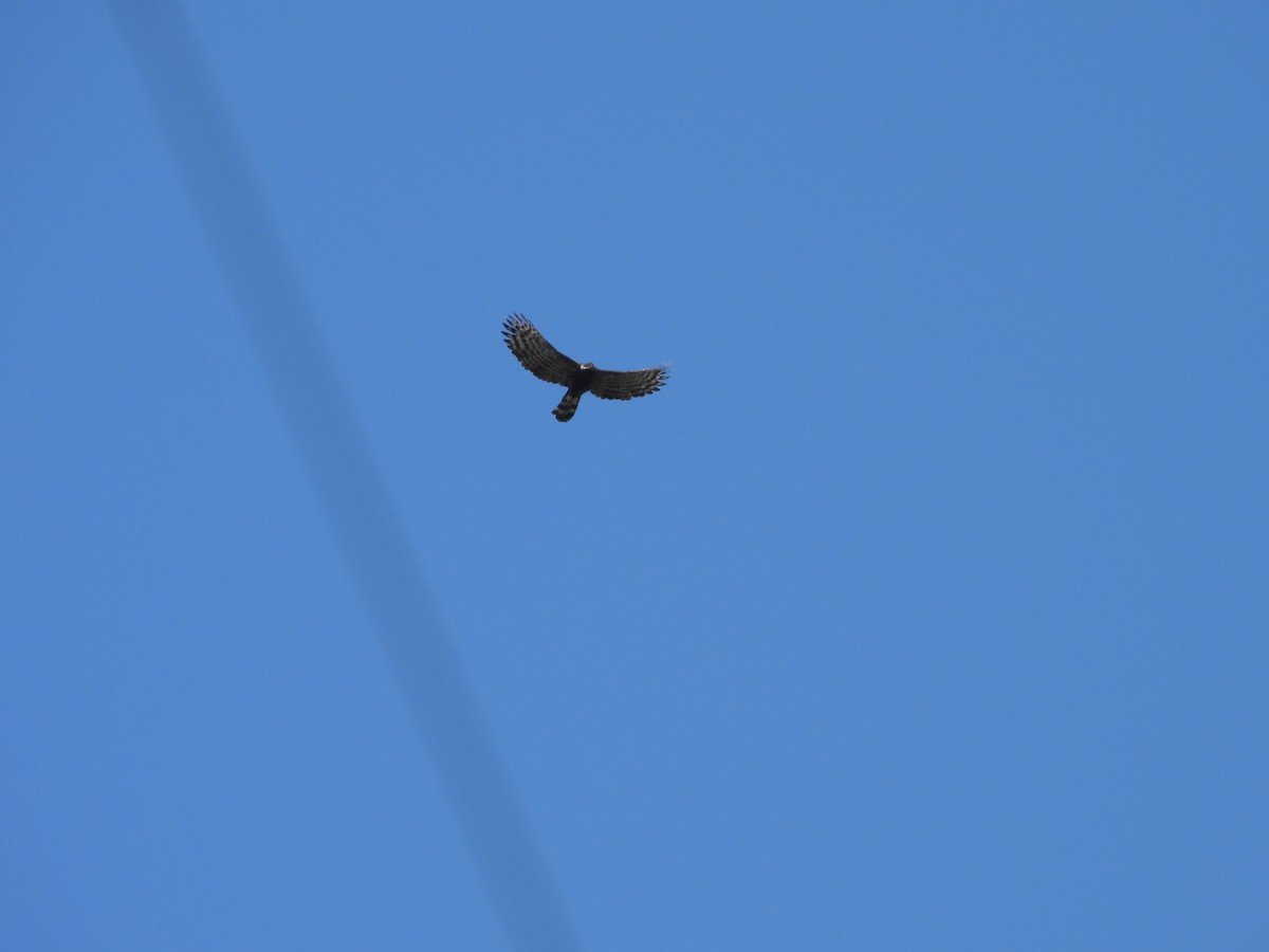 Black Hawk-Eagle - ML614470886
