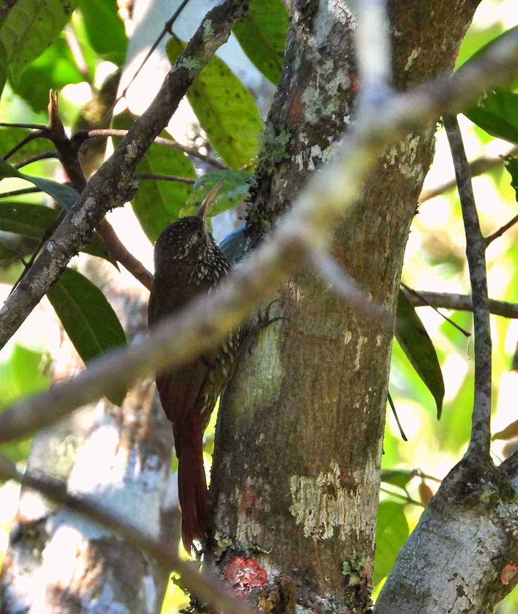 Montane Woodcreeper - ML614470894