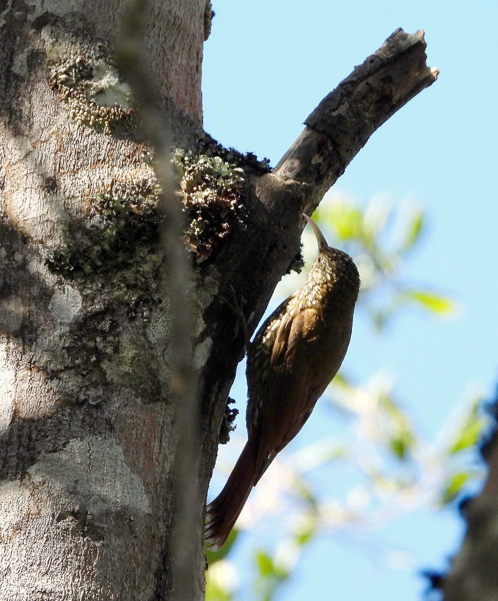 Montane Woodcreeper - ML614470896