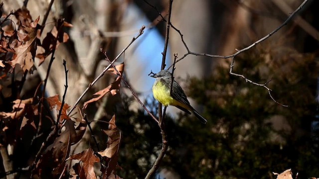 Western Kingbird - ML614470941