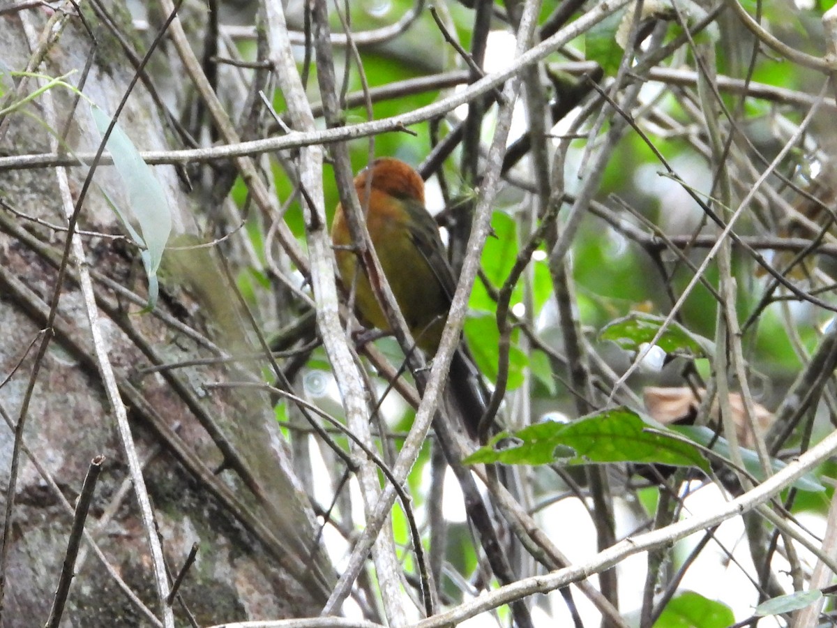 Ochre-breasted Brushfinch - ML614470950