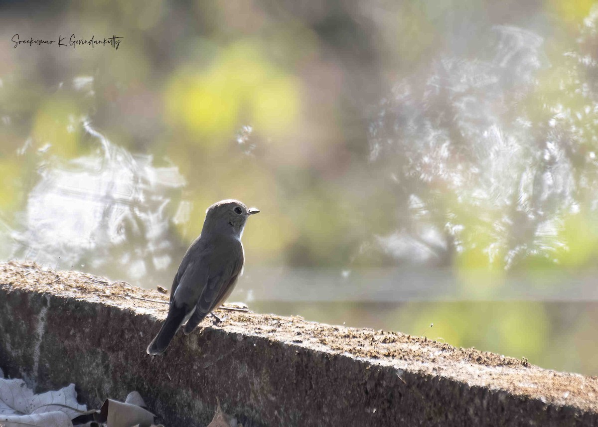 Taiga Flycatcher - ML614470960