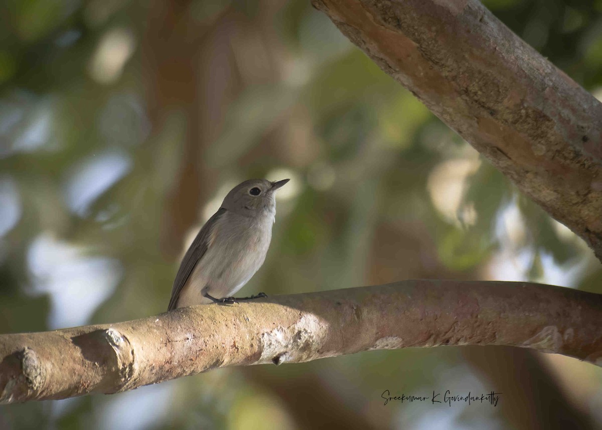 Taiga Flycatcher - ML614470961