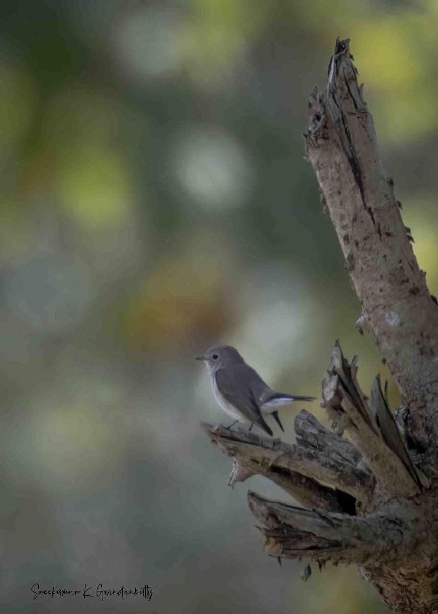 Taiga Flycatcher - ML614470962