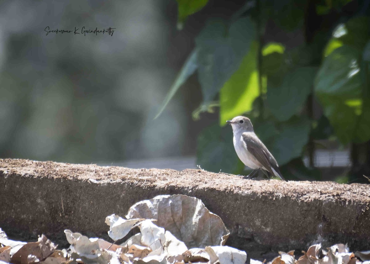 Taiga Flycatcher - sreekumar  k govindankutty