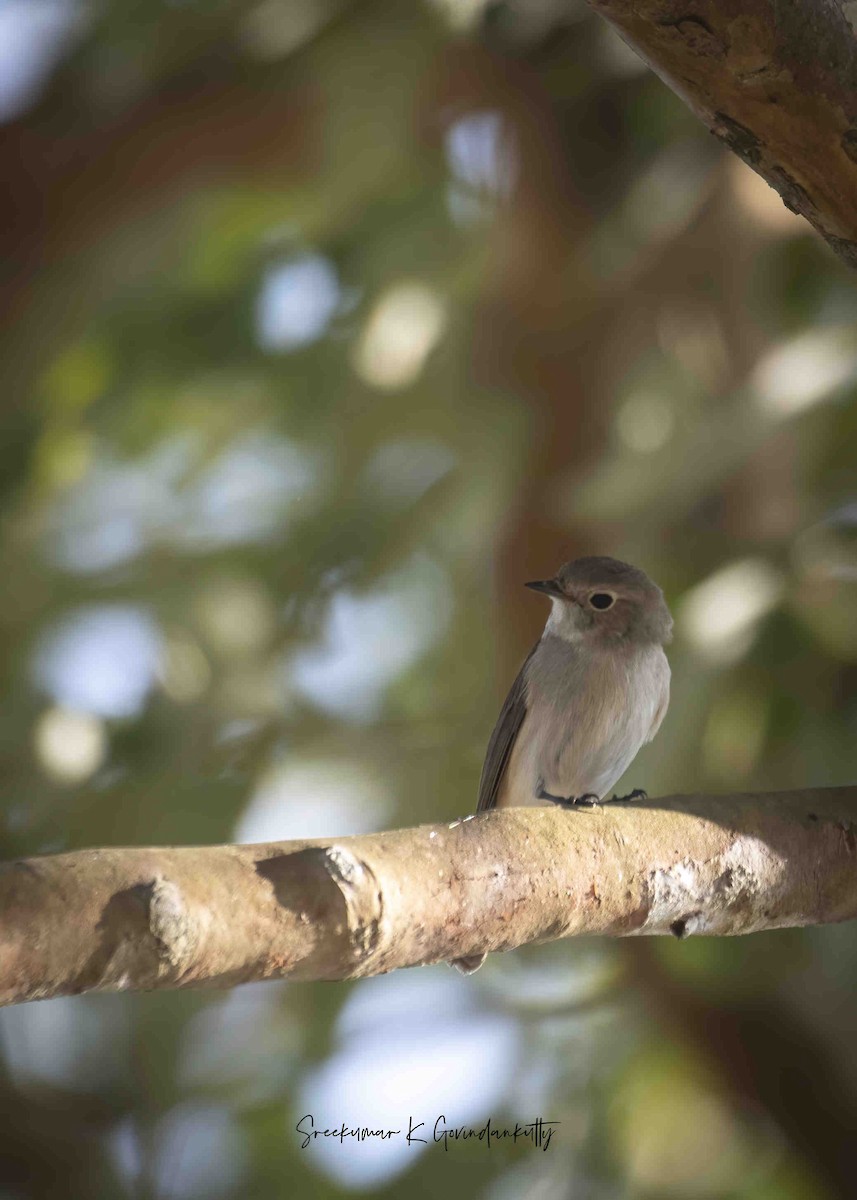 Taiga Flycatcher - ML614470964